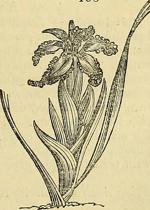 An illustration from The gardener's magazine and register of rural & domestic improvement, 1826, leaf 383
