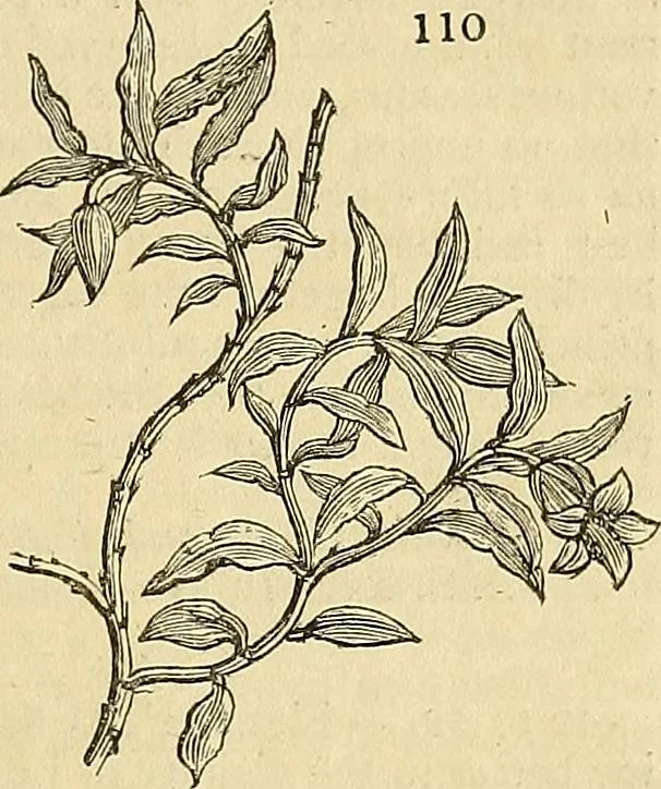An illustration from The gardener's magazine and register of rural & domestic improvement, 1826, leaf 385