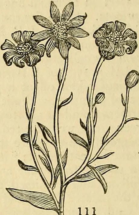 An illustration from The gardener's magazine and register of rural & domestic improvement, 1826, leaf 386