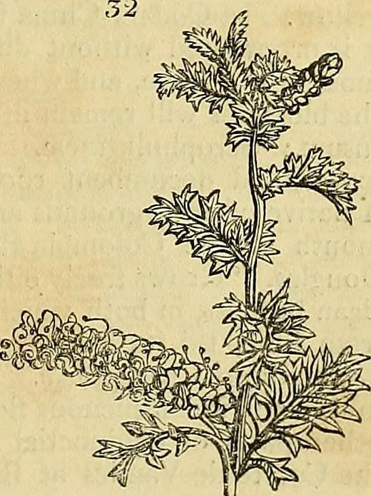 An illustration from The gardener's magazine and register of rural & domestic improvement, 1826, leaf 41