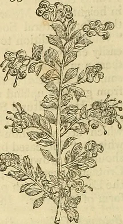 An illustration from The gardener's magazine and register of rural & domestic improvement, 1826, leaf 44