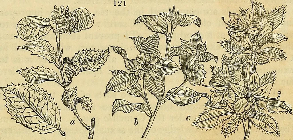 An illustration from The gardener's magazine and register of rural & domestic improvement, 1826, leaf 465