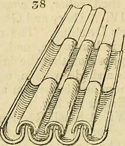 An illustration from The gardener's magazine and register of rural & domestic improvement, 1826, leaf 56