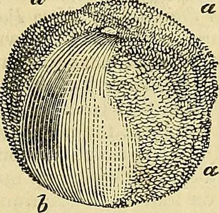 An illustration from The gardener's magazine and register of rural & domestic improvement, 1826, leaf 63
