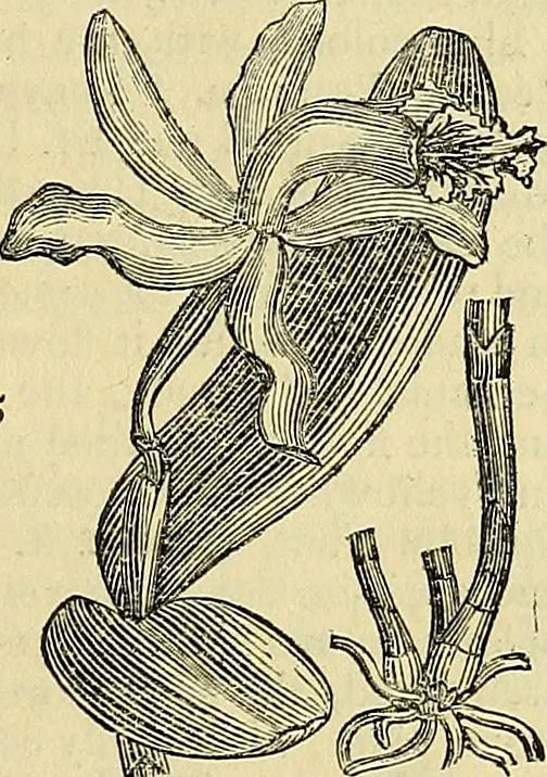 An illustration from The gardener's magazine and register of rural & domestic improvement, 1826, leaf 159