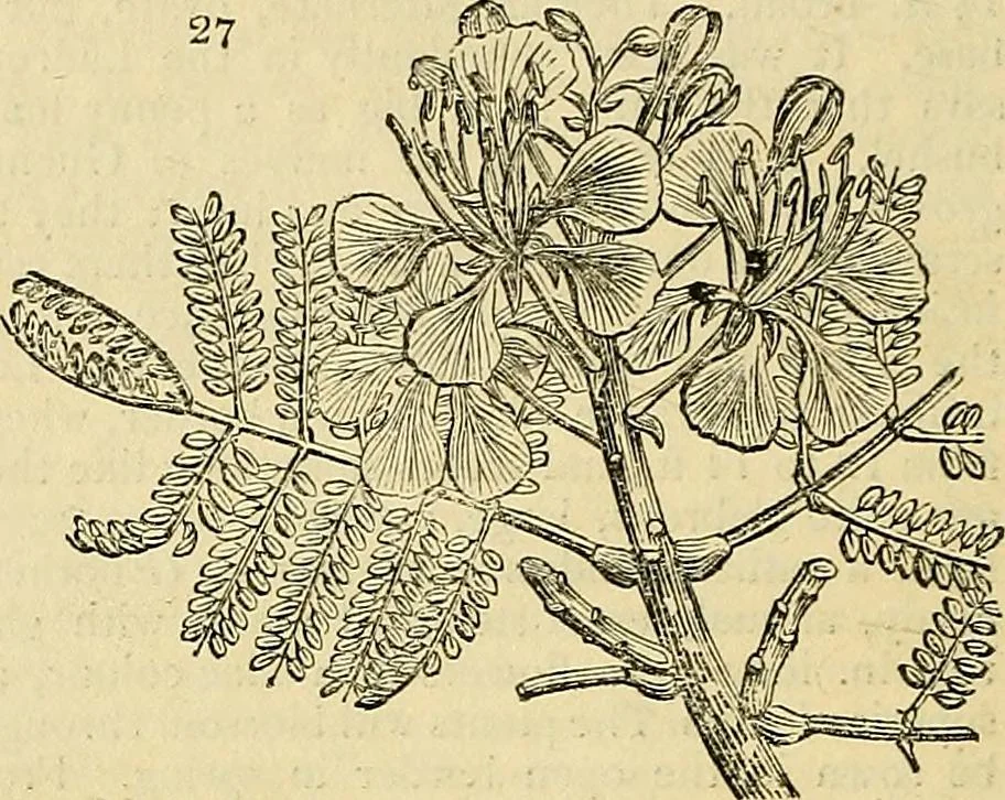 An illustration from The gardener's magazine and register of rural & domestic improvement, 1826, leaf 162