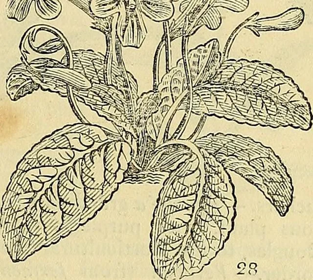 An illustration from The gardener's magazine and register of rural & domestic improvement, 1826, leaf 163