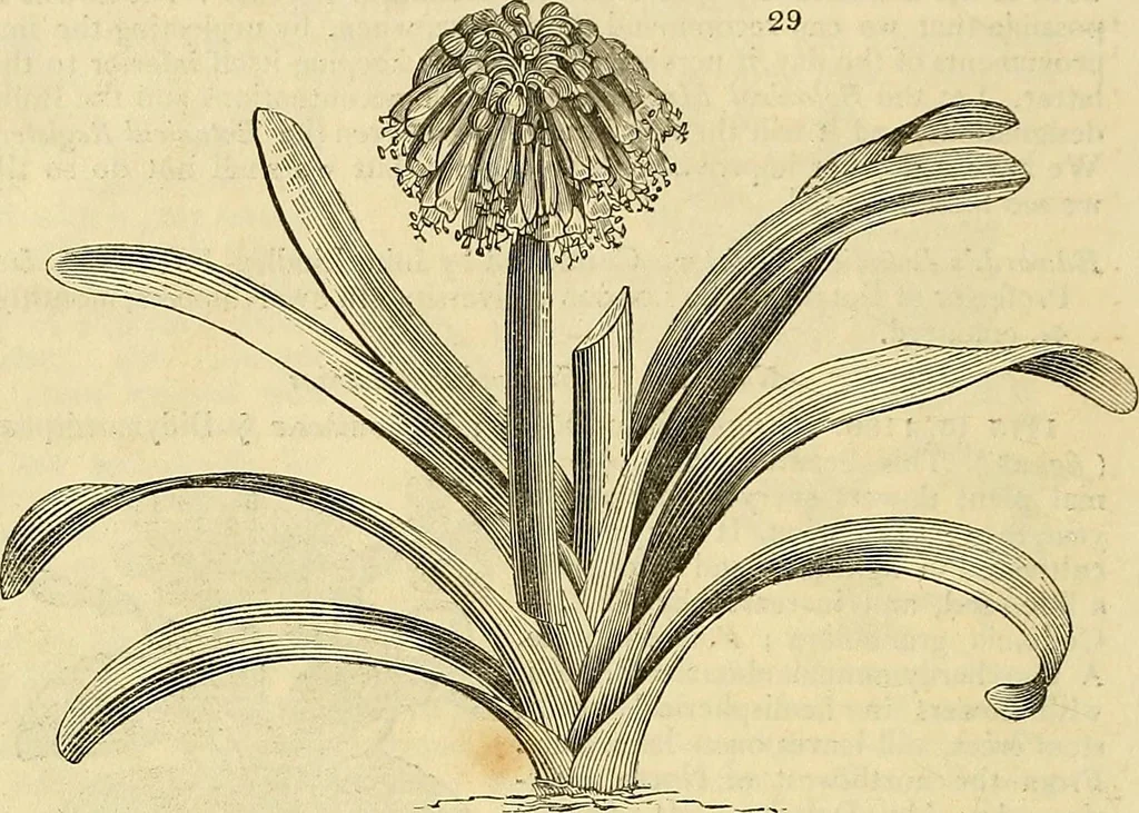 An illustration from The gardener's magazine and register of rural & domestic improvement, 1826, leaf 164