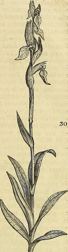 An illustration from The gardener's magazine and register of rural & domestic improvement, 1826, leaf 165
