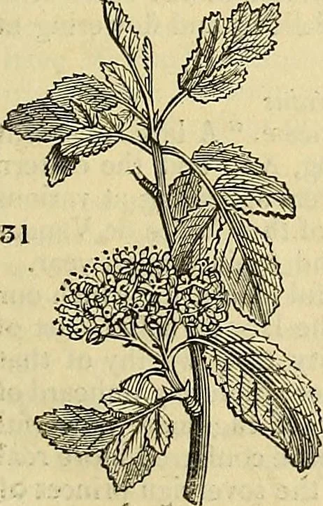 An illustration from The gardener's magazine and register of rural & domestic improvement, 1826, leaf 165