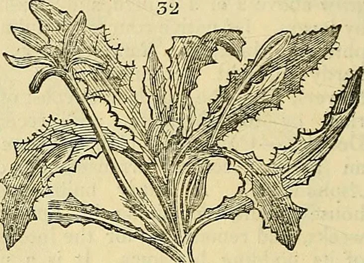An illustration from The gardener's magazine and register of rural & domestic improvement, 1826, leaf 166