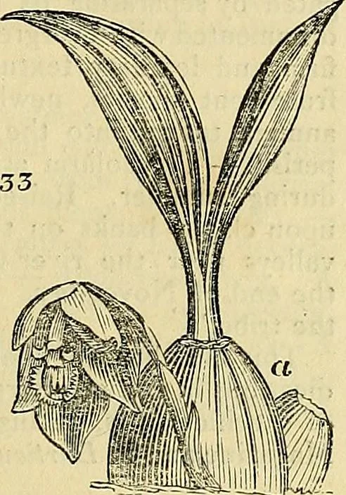 An illustration from The gardener's magazine and register of rural & domestic improvement, 1826, leaf 167
