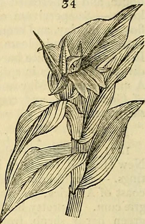 An illustration from The gardener's magazine and register of rural & domestic improvement, 1826, leaf 170