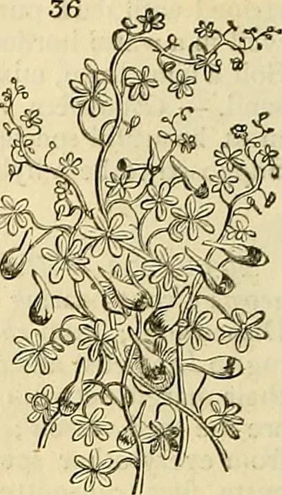 An illustration from The gardener's magazine and register of rural & domestic improvement, 1826, leaf 172