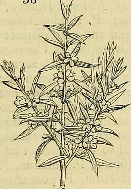 An illustration from The gardener's magazine and register of rural & domestic improvement, 1826, leaf 173