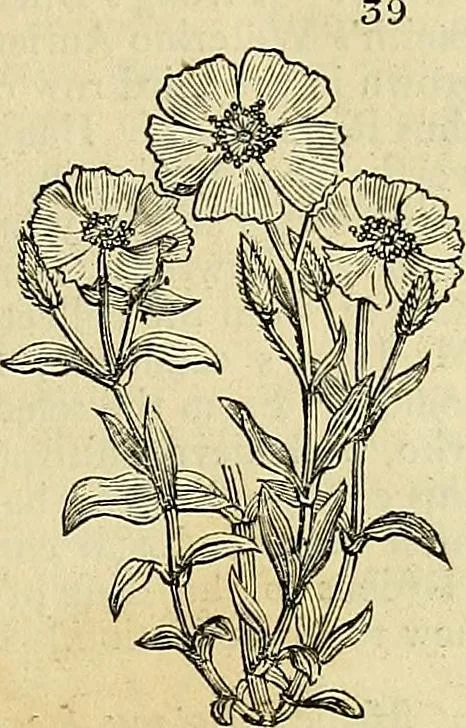 An illustration from The gardener's magazine and register of rural & domestic improvement, 1826, leaf 175