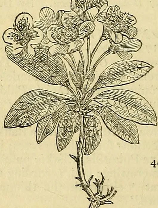 An illustration from The gardener's magazine and register of rural & domestic improvement, 1826, leaf 176