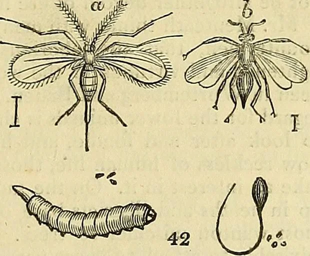 An illustration from The gardener's magazine and register of rural & domestic improvement, 1826, leaf 187
