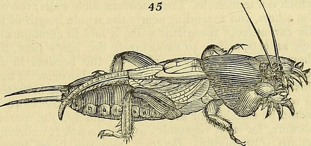 An illustration from The gardener's magazine and register of rural & domestic improvement, 1826, leaf 213