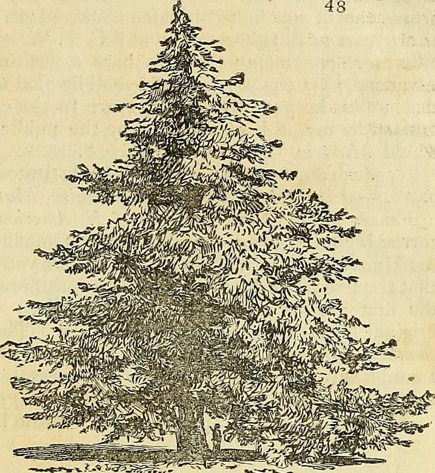 An illustration from The gardener's magazine and register of rural & domestic improvement, 1826, leaf 241