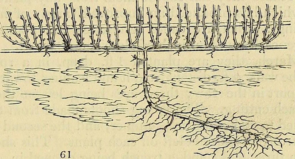 An illustration from The gardener's magazine and register of rural & domestic improvement, 1826, leaf 297