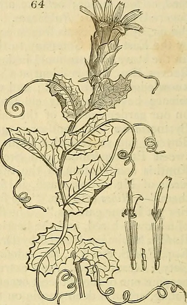 An illustration from The gardener's magazine and register of rural & domestic improvement, 1826, leaf 314