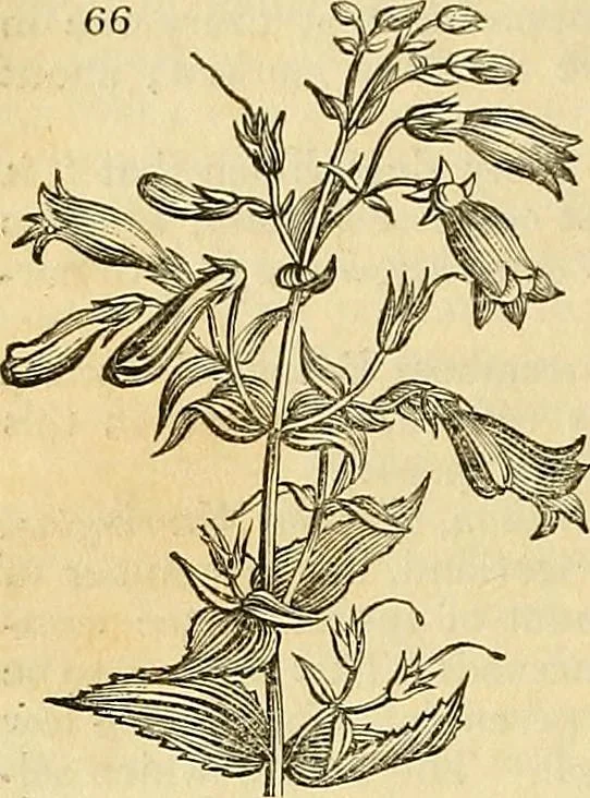 An illustration from The gardener's magazine and register of rural & domestic improvement, 1826, leaf 320
