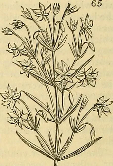 An illustration from The gardener's magazine and register of rural & domestic improvement, 1826, leaf 320