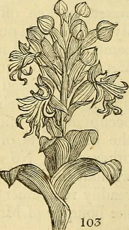 An illustration from The gardener's magazine and register of rural & domestic improvement, 1826, leaf 528