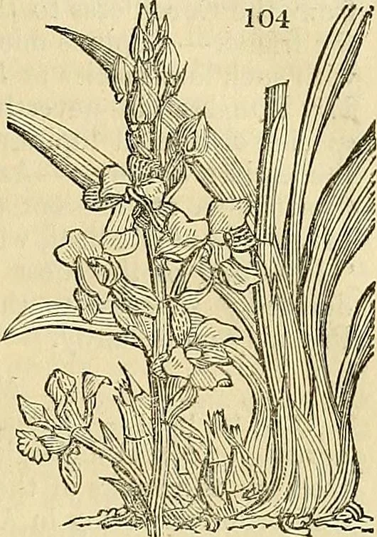 An illustration from The gardener's magazine and register of rural & domestic improvement, 1826, leaf 529