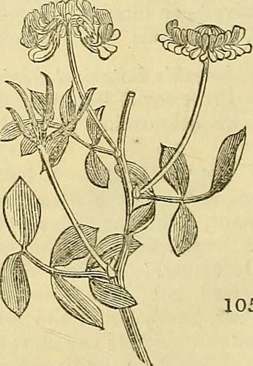An illustration from The gardener's magazine and register of rural & domestic improvement, 1826, leaf 530