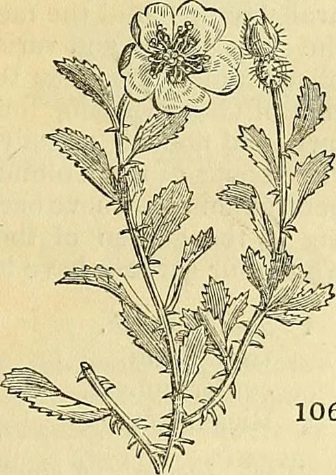 An illustration from The gardener's magazine and register of rural & domestic improvement, 1826, leaf 531
