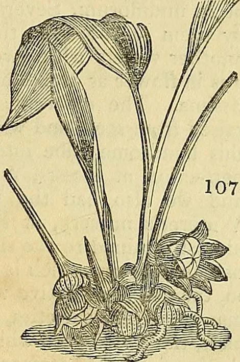 An illustration from The gardener's magazine and register of rural & domestic improvement, 1826, leaf 533
