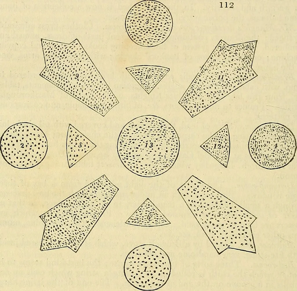 An illustration from The gardener's magazine and register of rural & domestic improvement, 1826, leaf 576