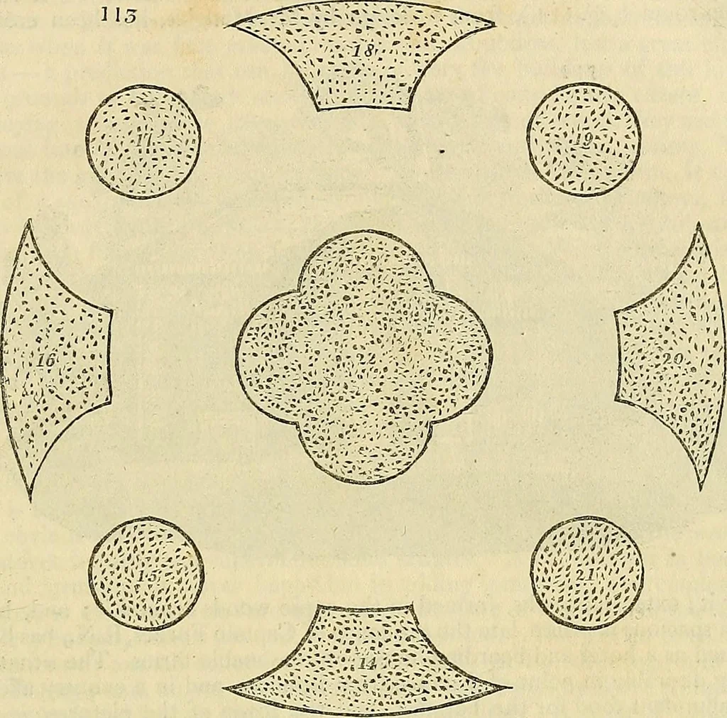 An illustration from The gardener's magazine and register of rural & domestic improvement, 1826, leaf 577