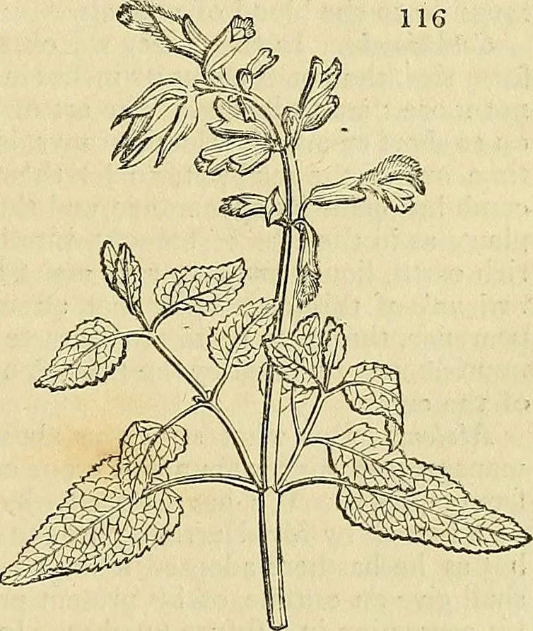 An illustration from The gardener's magazine and register of rural & domestic improvement, 1826, leaf 587