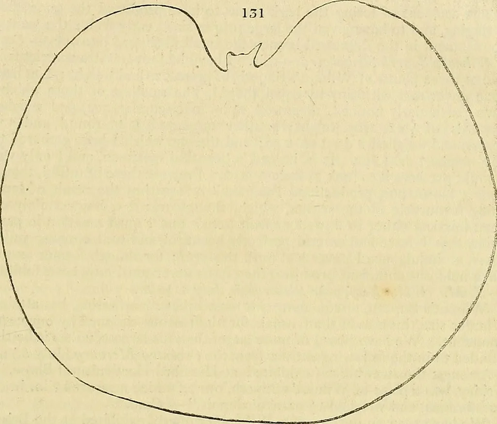 An illustration from The gardener's magazine and register of rural & domestic improvement, 1826, leaf 619