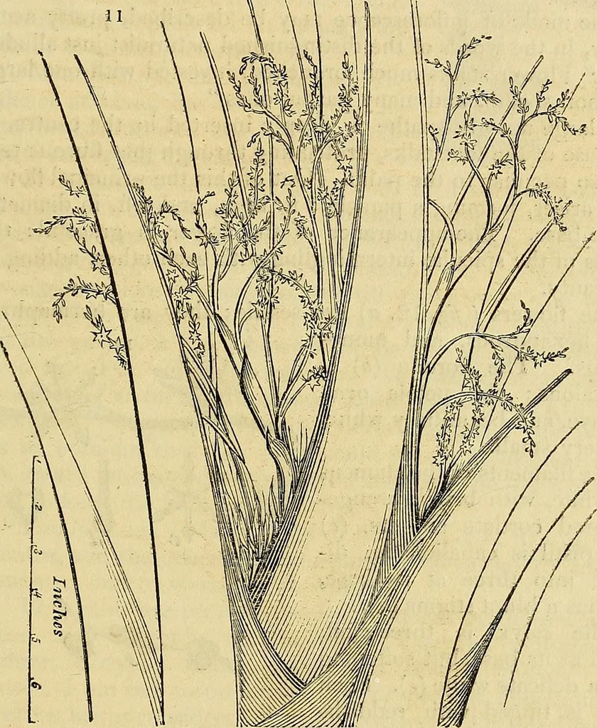 An illustration from The gardener's magazine and register of rural & domestic improvement, 1826, leaf 65