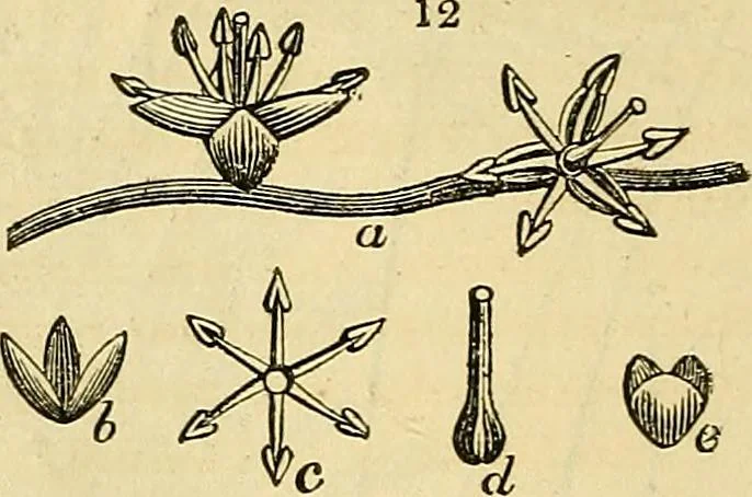 An illustration from The gardener's magazine and register of rural & domestic improvement, 1826, leaf 66