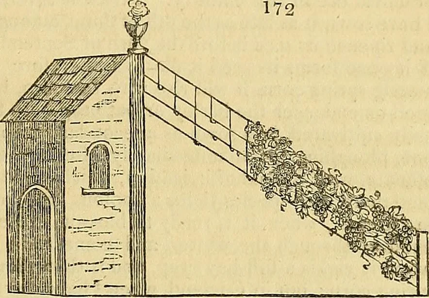 An illustration from The gardener's magazine and register of rural & domestic improvement, 1826, leaf 743
