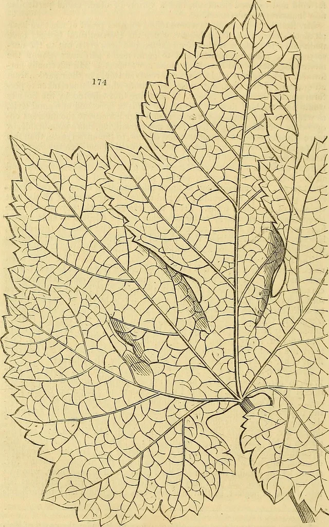 An illustration from The gardener's magazine and register of rural & domestic improvement, 1826, leaf 748
