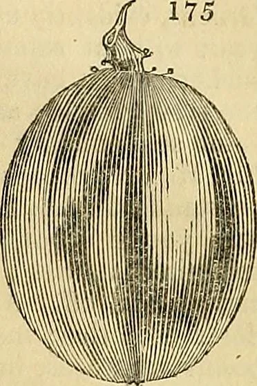 An illustration from The gardener's magazine and register of rural & domestic improvement, 1826, leaf 749