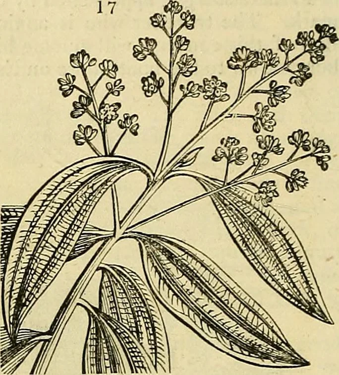 An illustration from The gardener's magazine and register of rural & domestic improvement, 1826, leaf 84