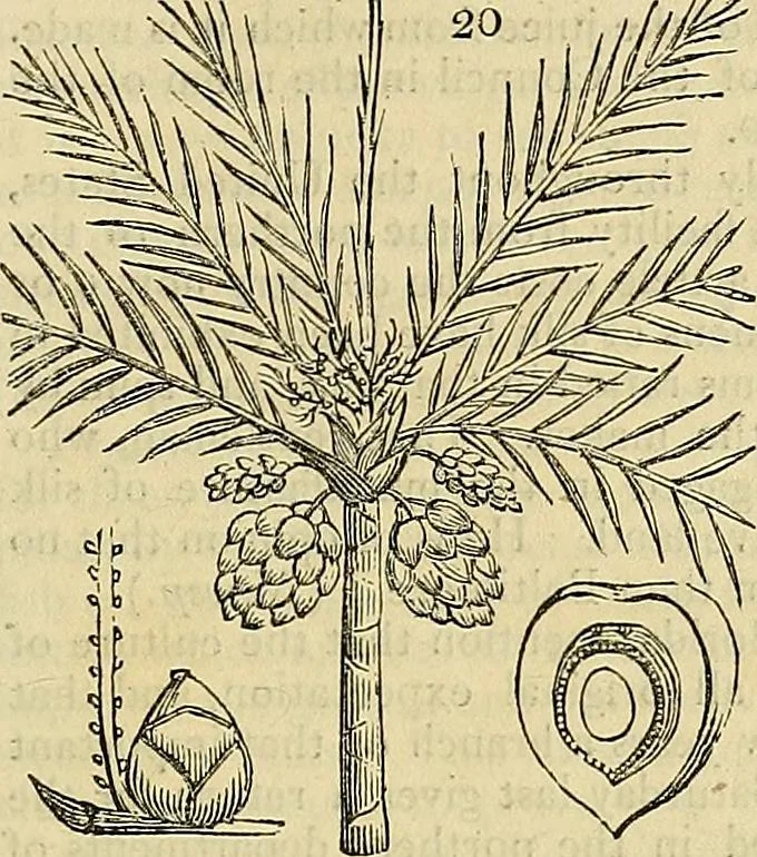 An illustration from The gardener's magazine and register of rural & domestic improvement, 1826, leaf 87