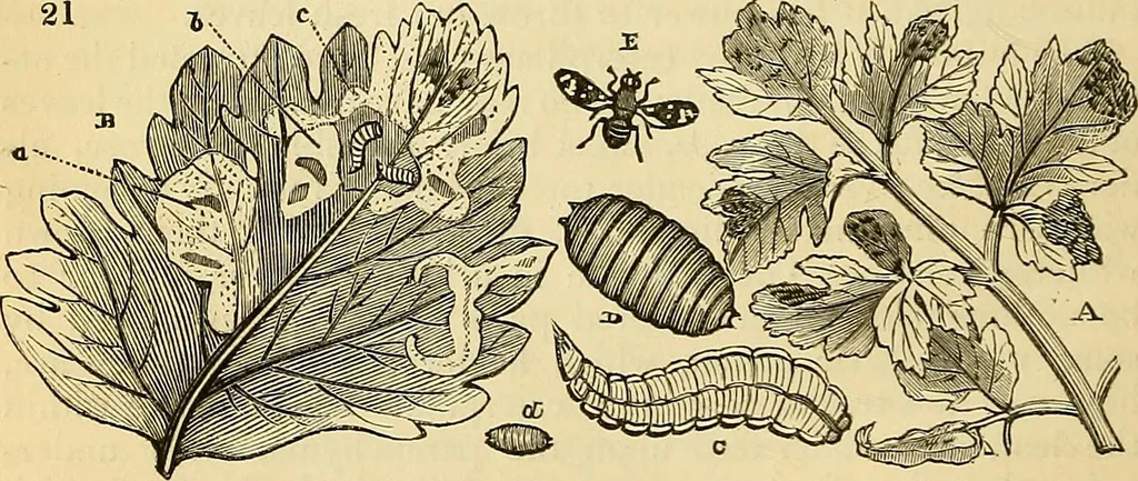 An illustration from The gardener's magazine and register of rural & domestic improvement, 1826, leaf 133