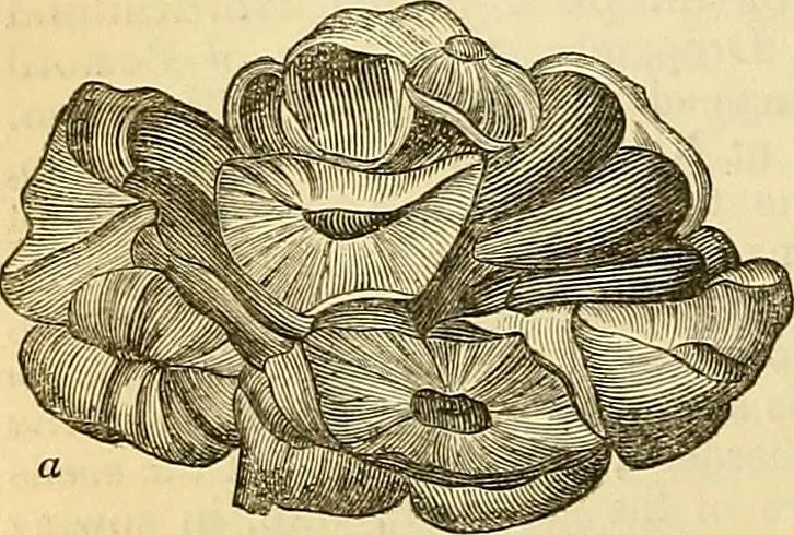 An illustration from The gardener's magazine and register of rural & domestic improvement, 1826, leaf 157