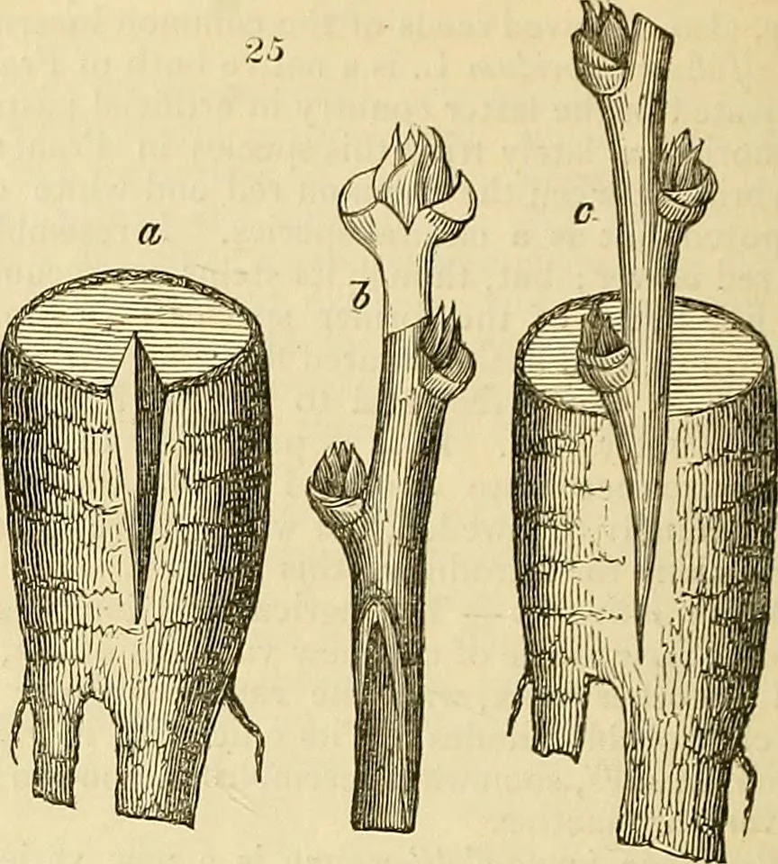 An illustration from The gardener's magazine and register of rural & domestic improvement, 1826, leaf 193