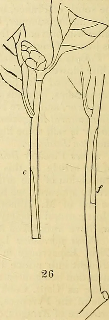 An illustration from The gardener's magazine and register of rural & domestic improvement, 1826, leaf 193