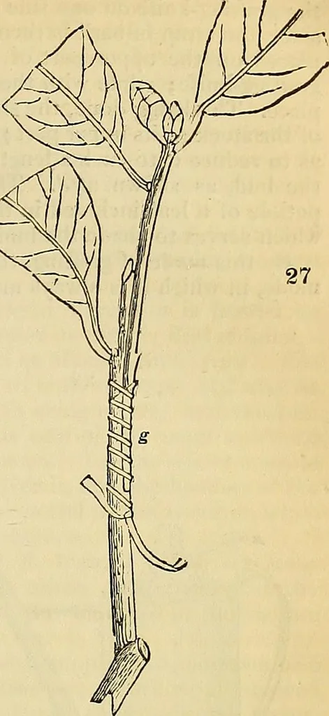 An illustration from The gardener's magazine and register of rural & domestic improvement, 1826, leaf 194