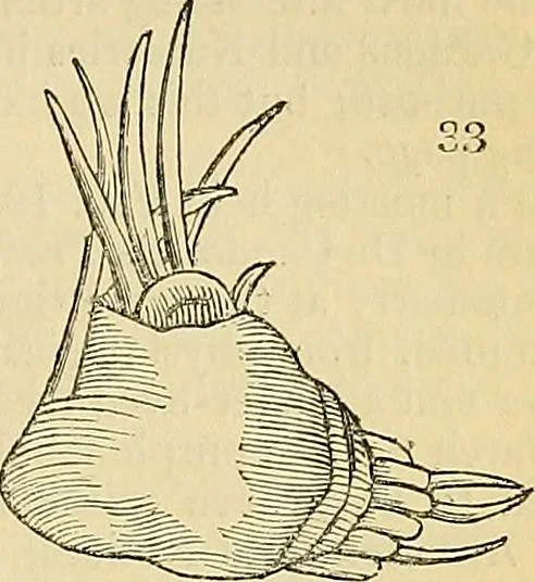 An illustration from The gardener's magazine and register of rural & domestic improvement, 1826, leaf 198